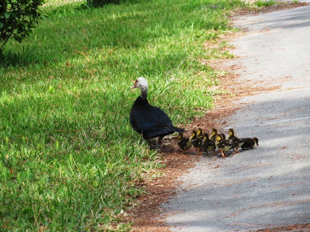 院子里的鸭妈妈和它的小宝宝们