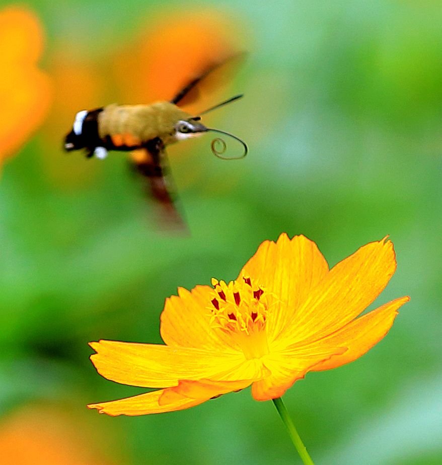 黄花上面探出长长舌头采蜜的长喙蜂蛾图片