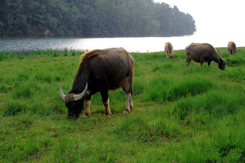暮春时节青青河边啃食青草的水牛图片