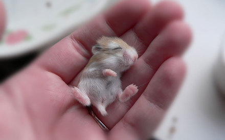 一组小小可爱的仓鼠图片