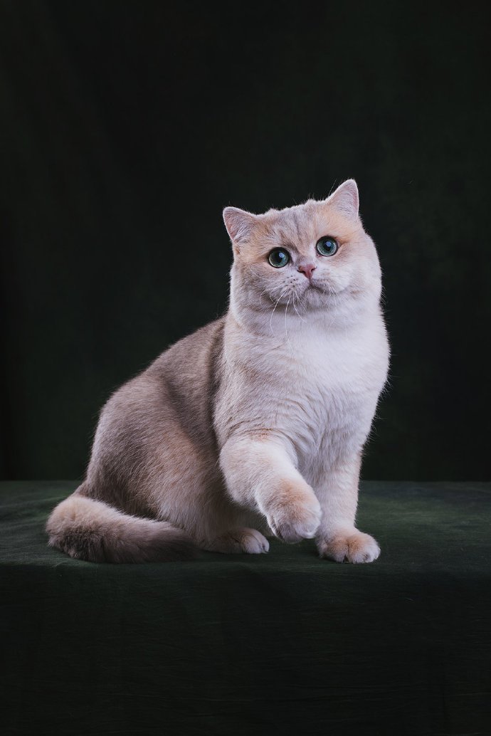 胖嘟嘟的蓝金渐层猫猫图片
