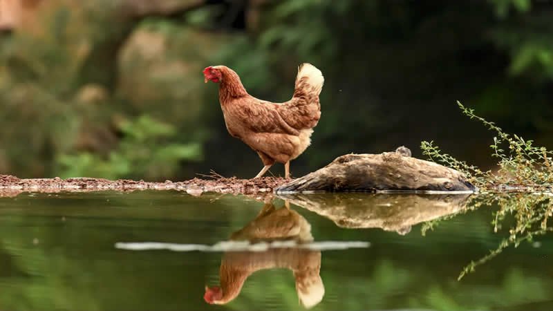一组溪水河畔溜达巡山的母鸡图片