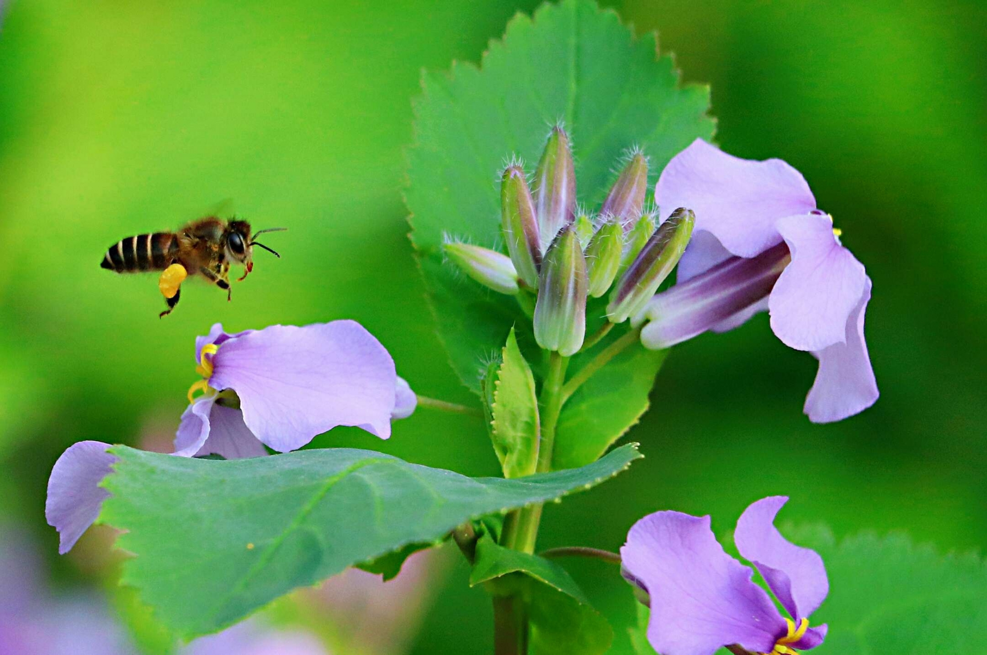 春暖花开忙着在花丛中采花粉的小蜜蜂图片