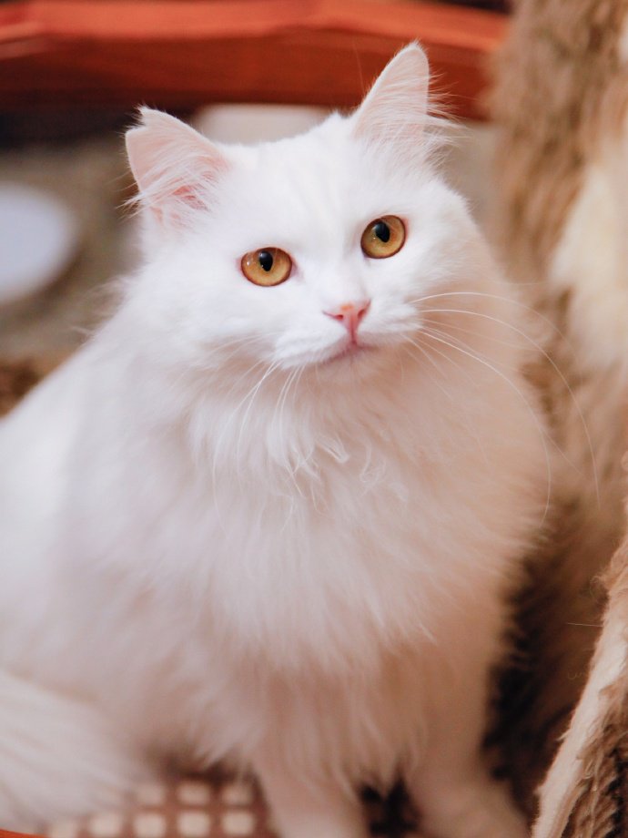 像公主一样漂亮的白色波斯猫