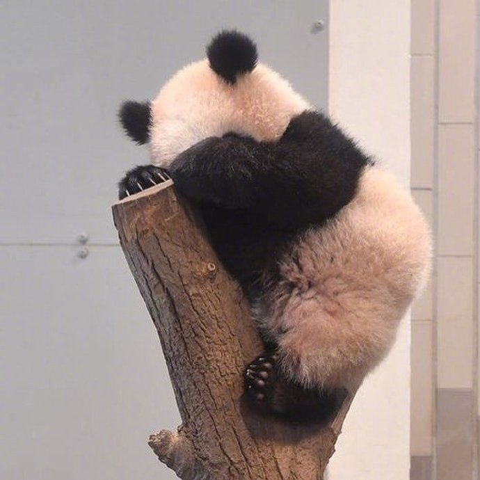贪睡爱玩的熊猫图片