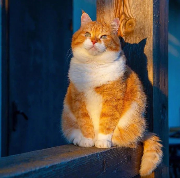 优雅端庄雍容华贵的胖胖橘猫图片