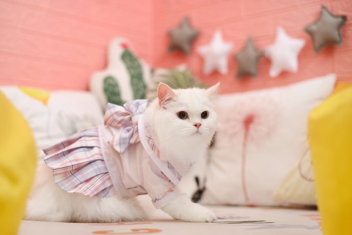 一只貌美的白色猫咪图片