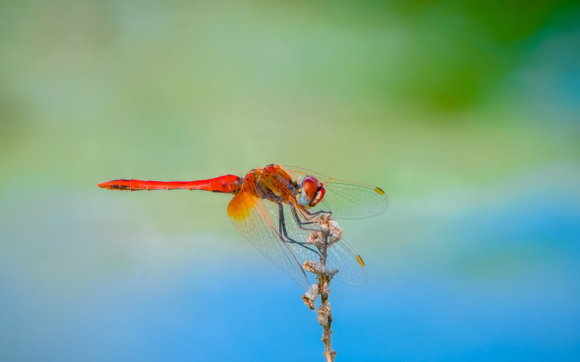 一组色彩斑斓的蜻蜓图片