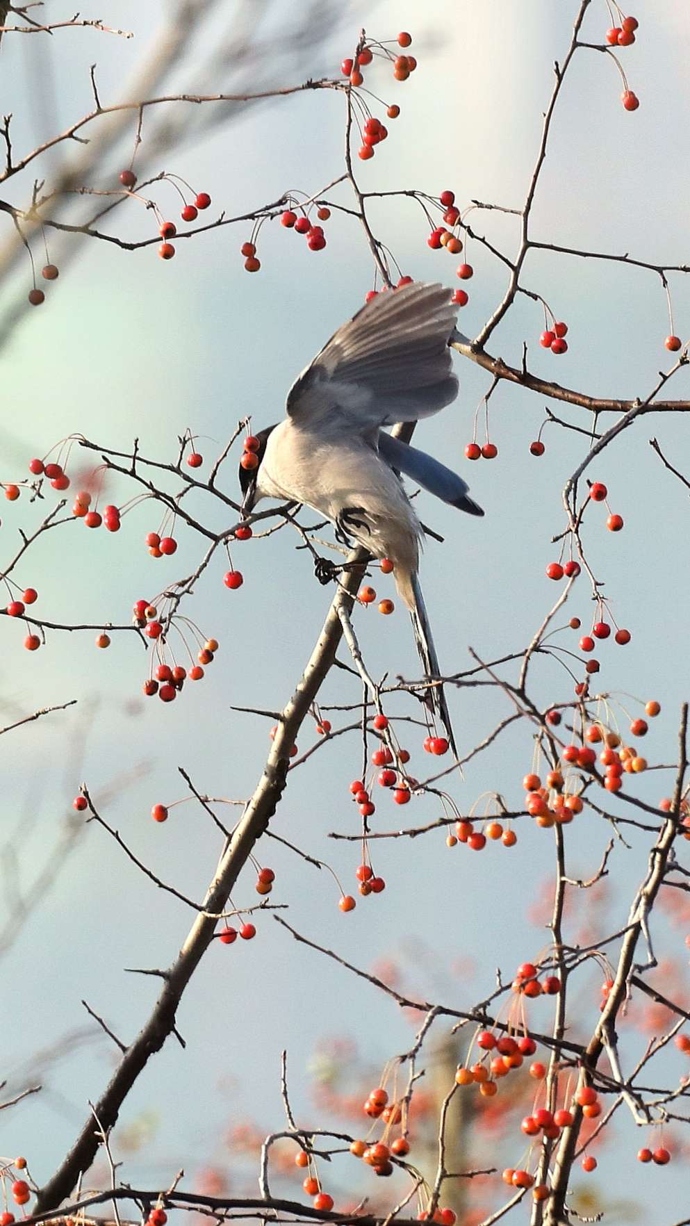 一组红果树上的灰喜鹊图片