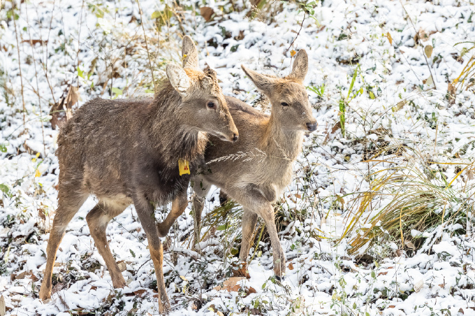一对雪中的小鹿图片