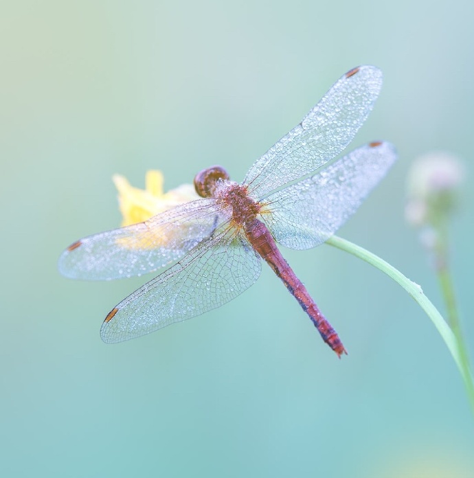 一组花枝上美丽的蜻蜓图片