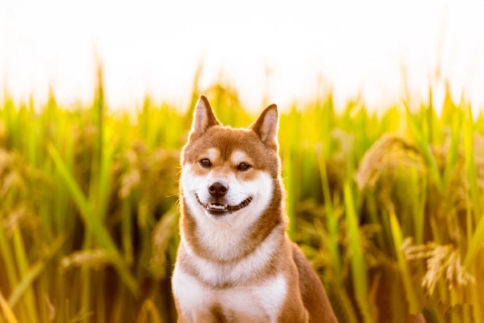 一组稻谷前拍摄的唯美狗狗
