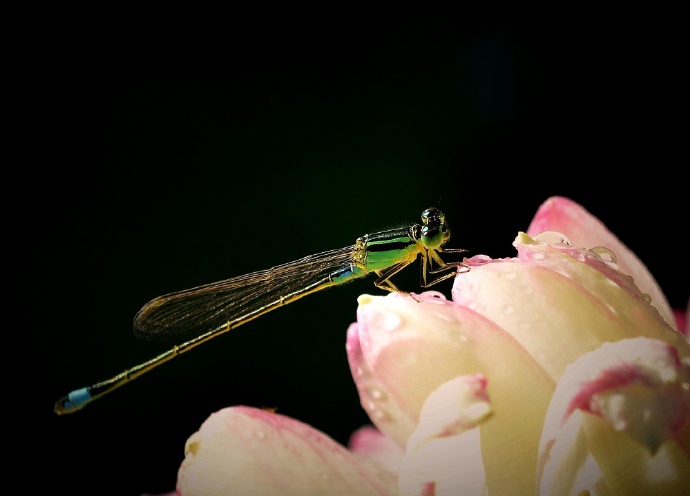 夏日小精灵长长尾巴的可爱蜻蜓图片