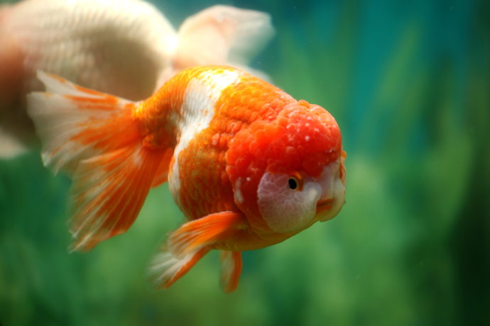 体型美观的兰寿金鱼图片