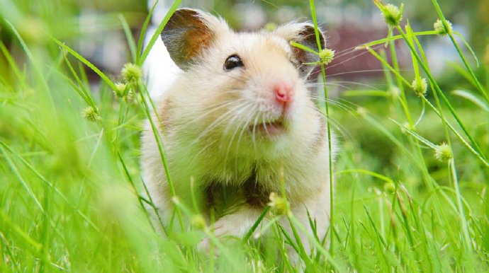 绿色草地里超可爱的仓鼠图片