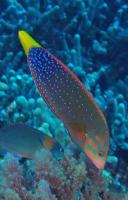 一组色彩斑斓的热带鱼图片