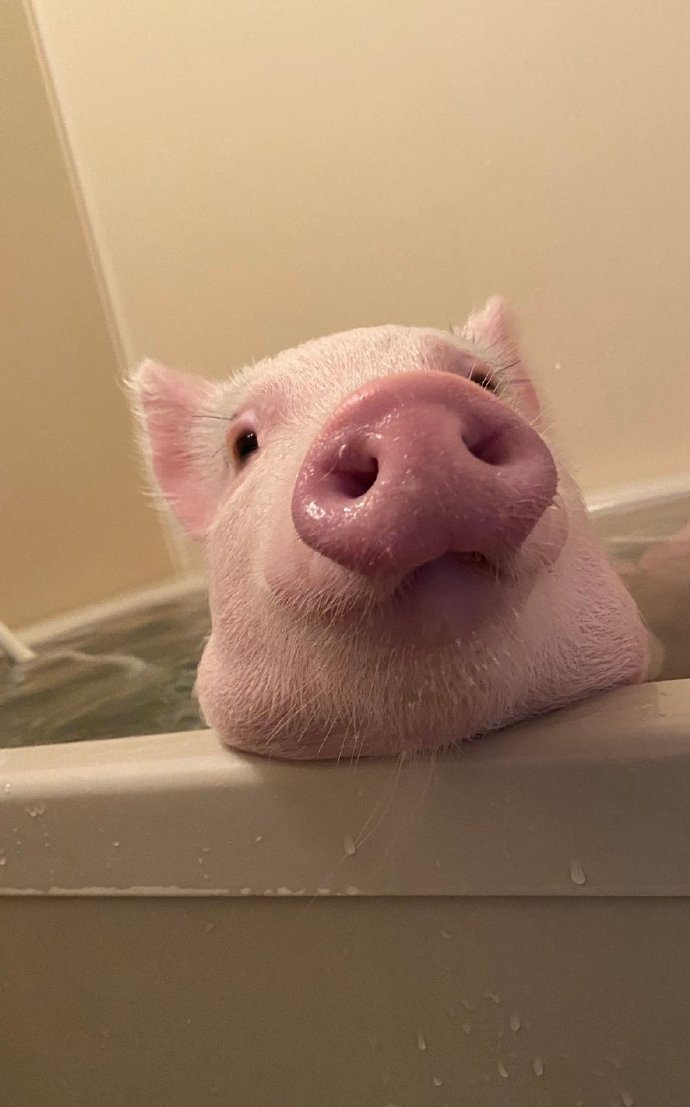 有眉毛，鼻头粉嫩，爱洗澡的猪猪