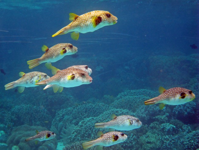 一组深海热带鱼图片