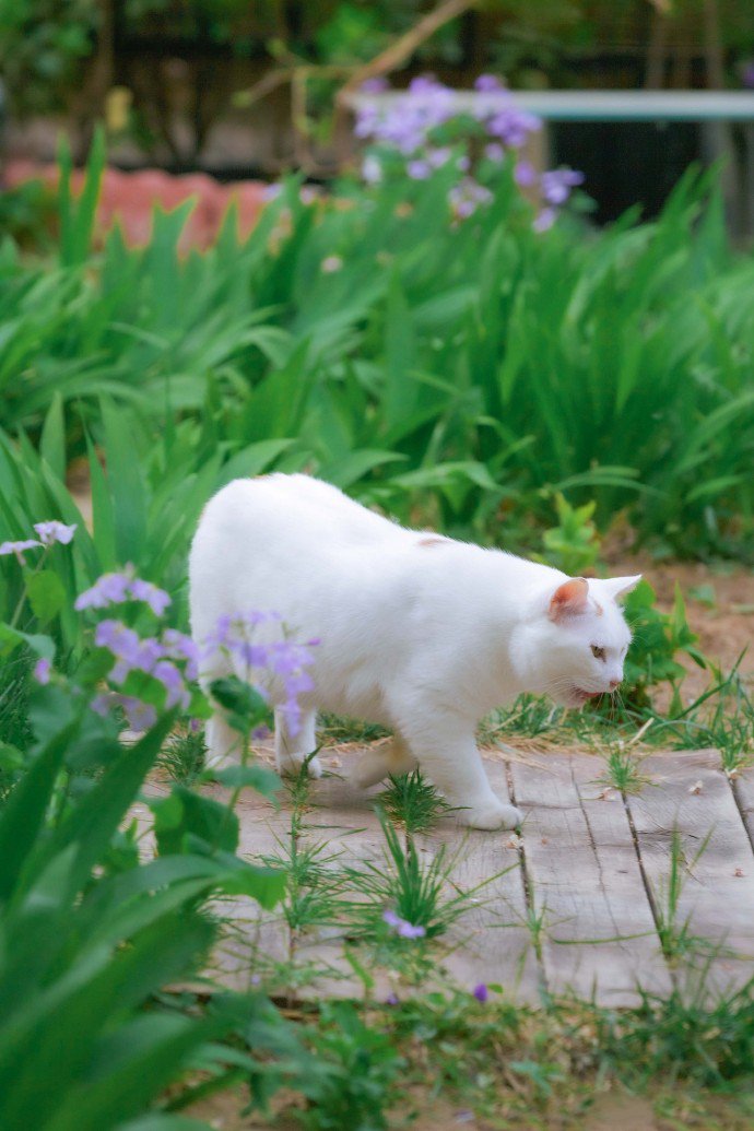 逛花园巡视自己领地的橘色尾巴白猫图片