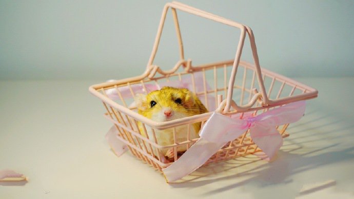 小篮子里超可爱的小仓鼠