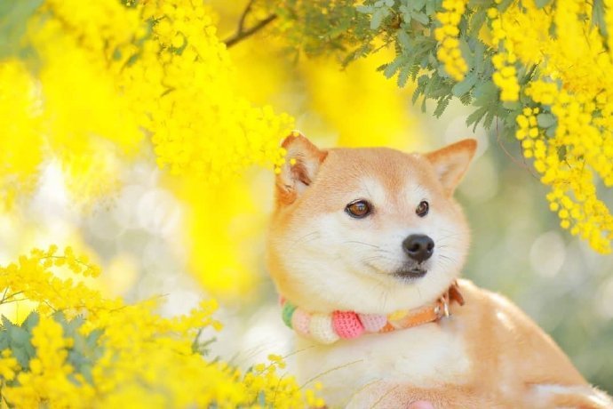 菜籽花田里的微笑柴犬图片