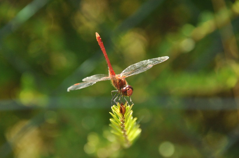 体态优美的蜻蜓图片