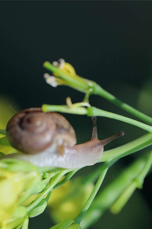 油菜花上几乎晶莹剔透的小蜗牛图片
