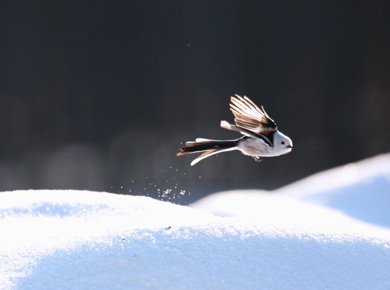 冰天雪地里的鸟儿图片