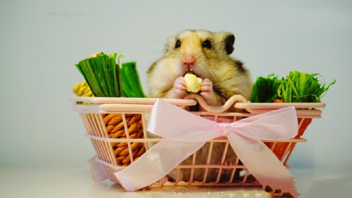 小篮子里超可爱的小仓鼠
