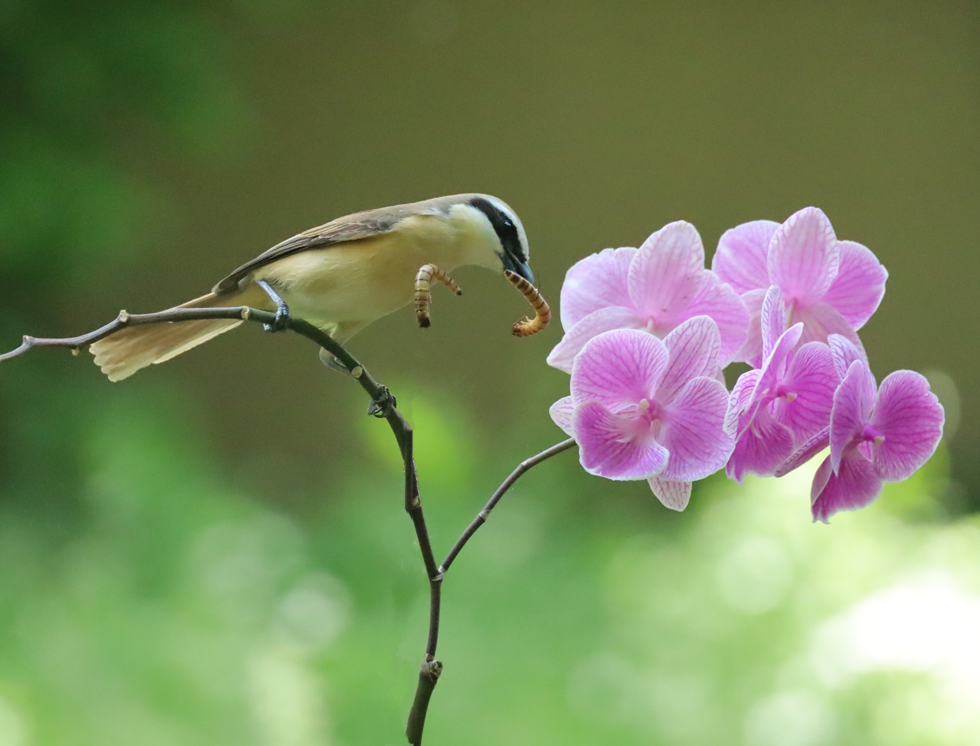 伯劳鸟与花儿的优美图片