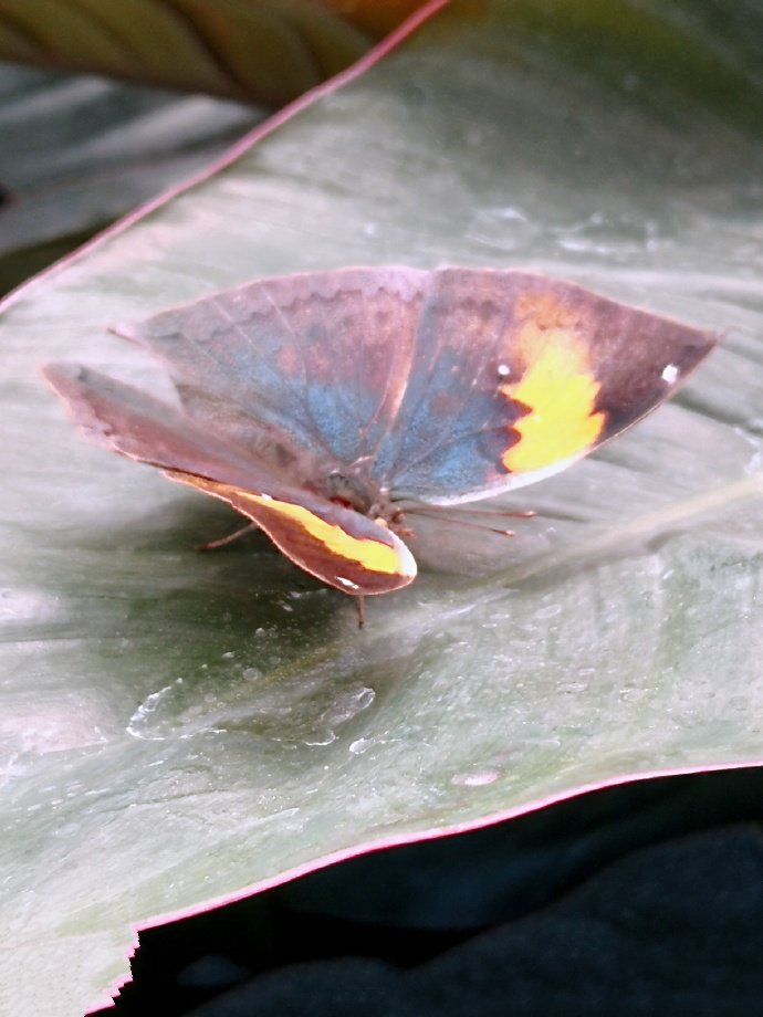 一组自然界中的蝴蝶图片