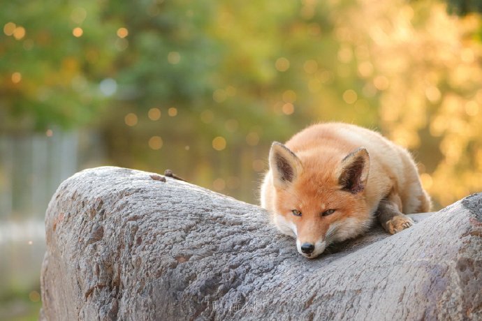 北海道狐狸牧场里的狐狸图片