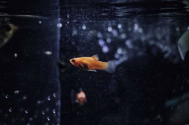 池中美丽游动的金鱼图片