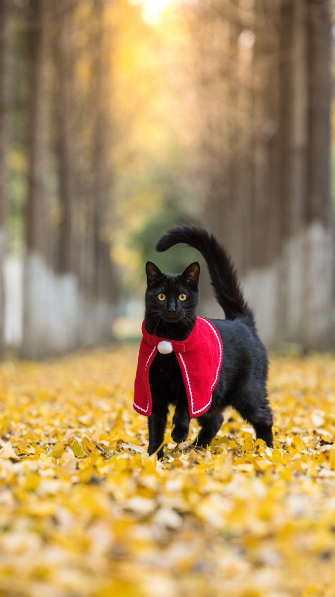 一组威武霸气的黑猫图片
