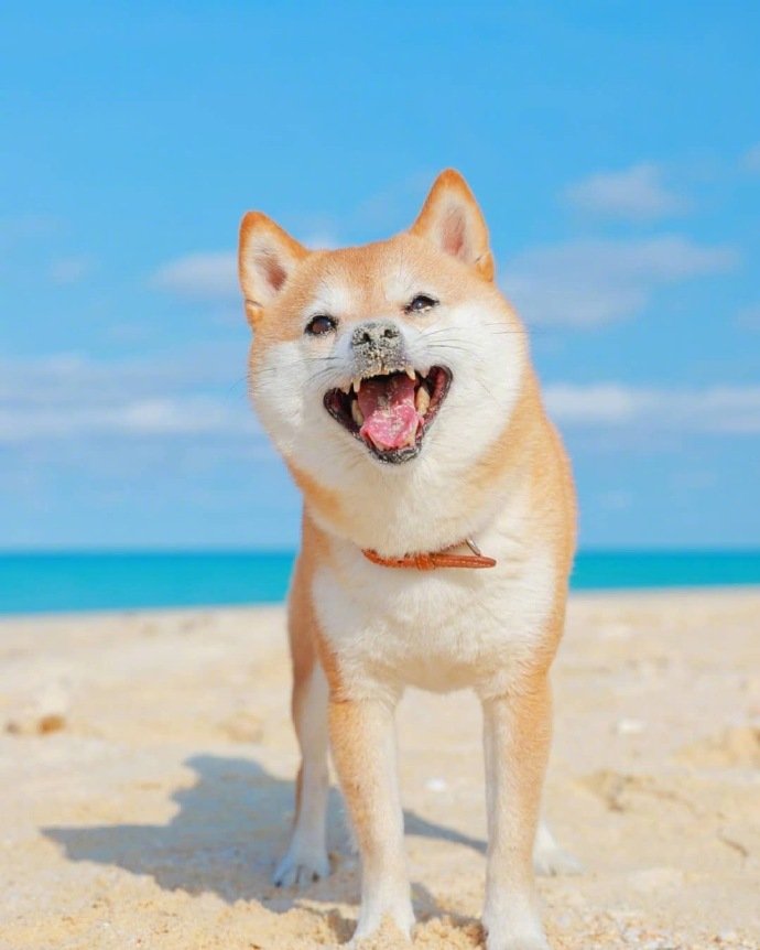 一只笑容治愈的柴犬图片