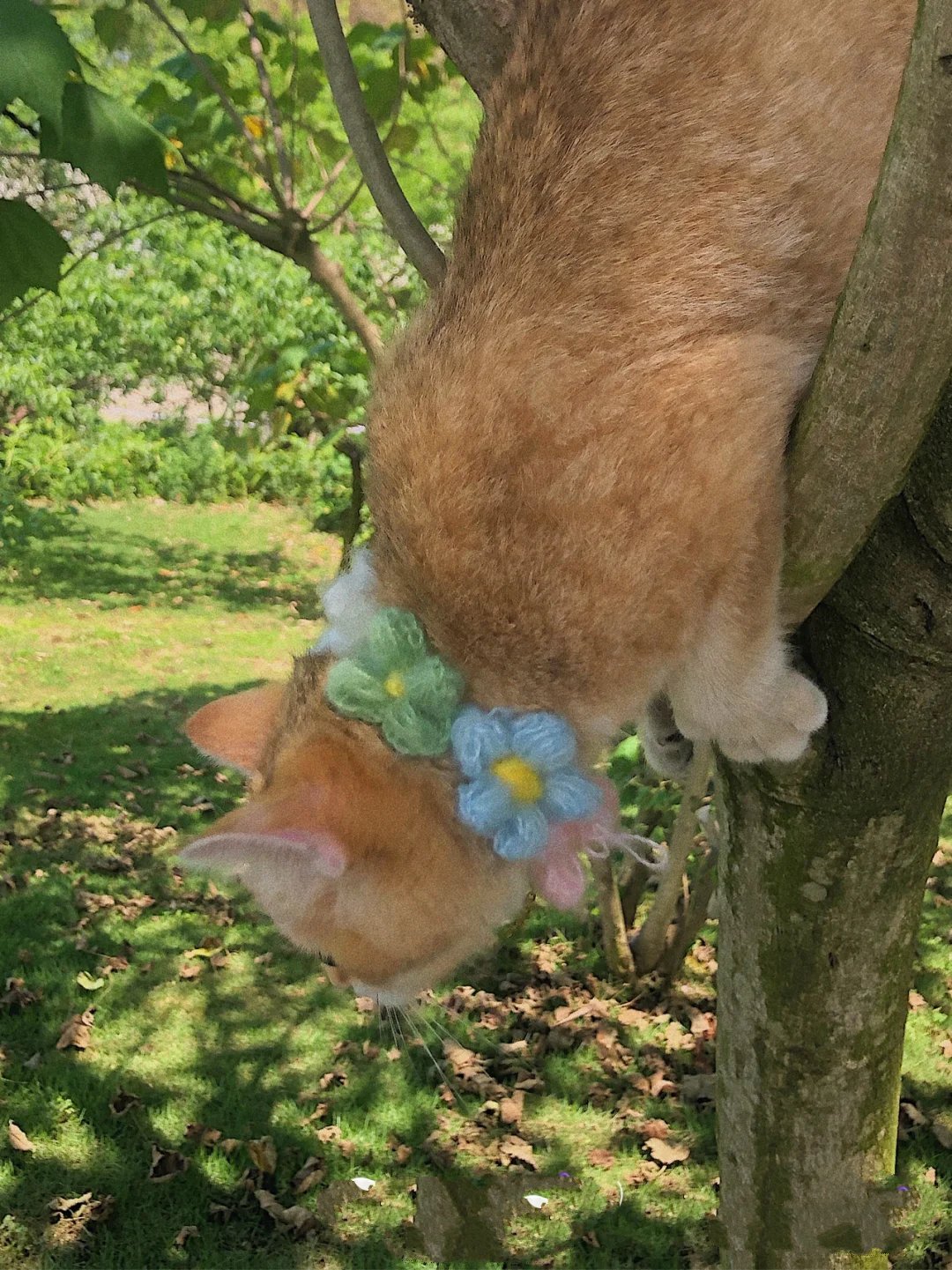 出门爬上碧绿果树上晒太阳的橘猫图片