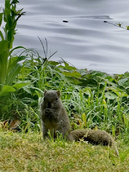 一组湖边见过大世面的松鼠图片