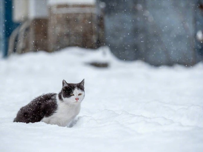 一组雪地里的猫咪图片