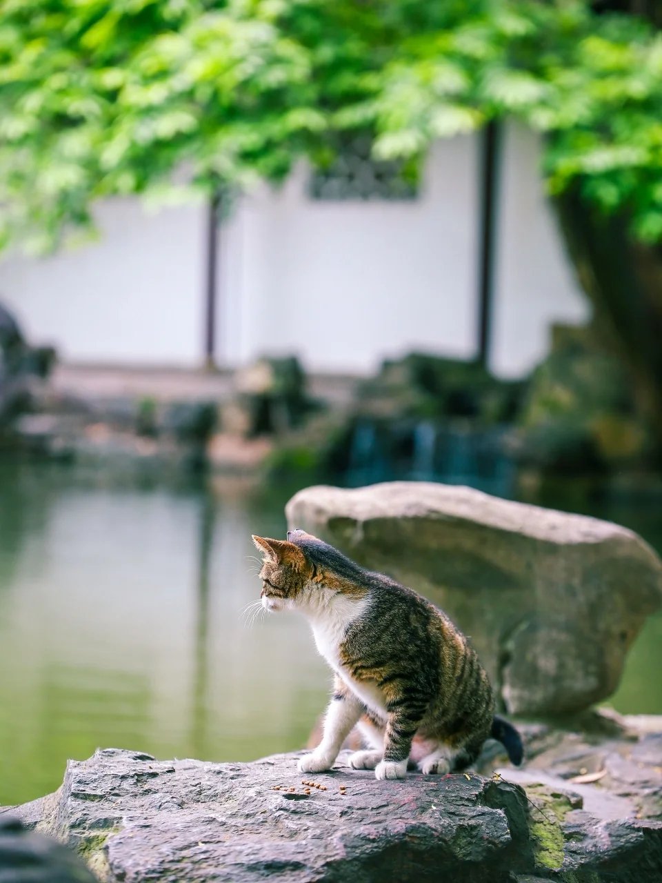 西园寺里池边悠闲散步的大狸花猫图片