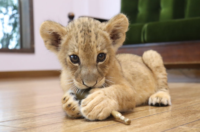 一组超可爱超萌的狮子幼崽图片
