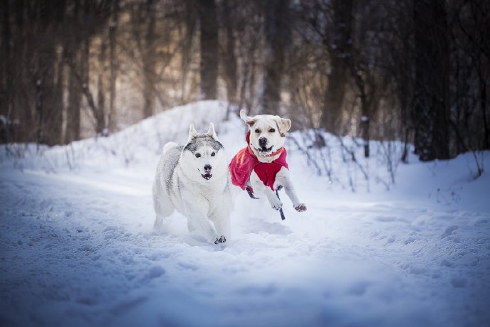 雪地里玩闹的狗狗图片