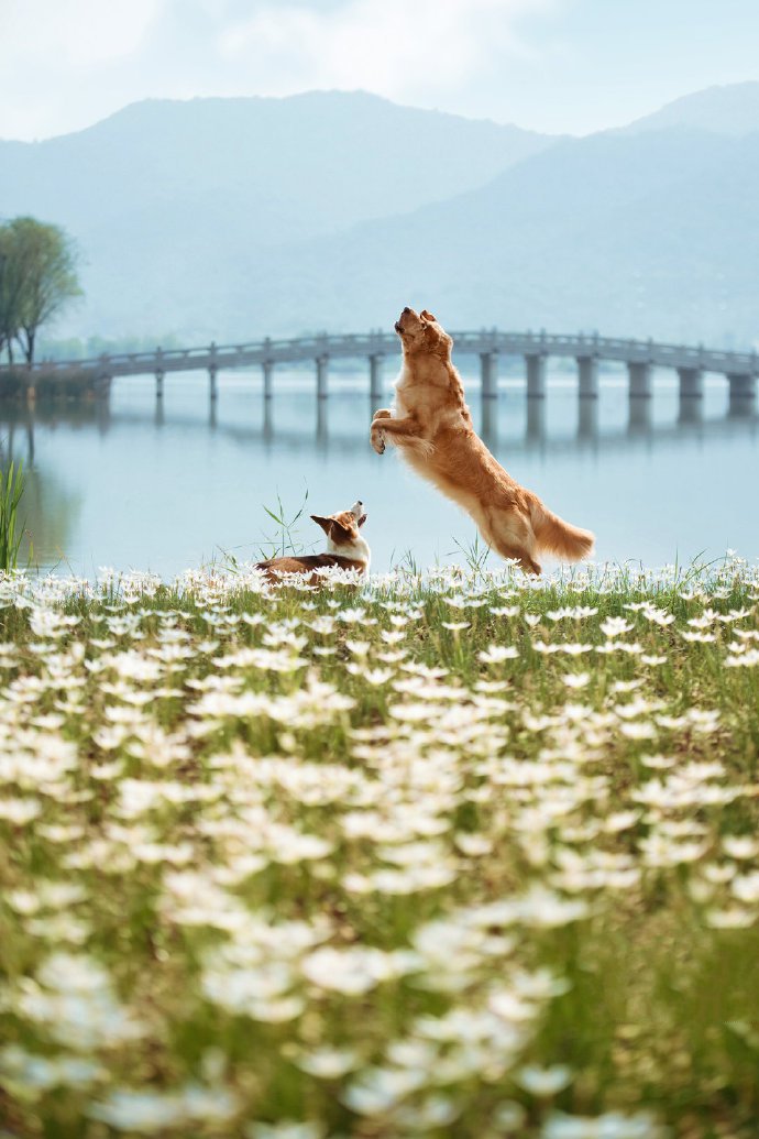 一组飞奔跳跃的狗狗图片