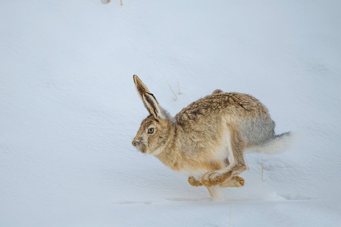 一组雪地上的兔子图片