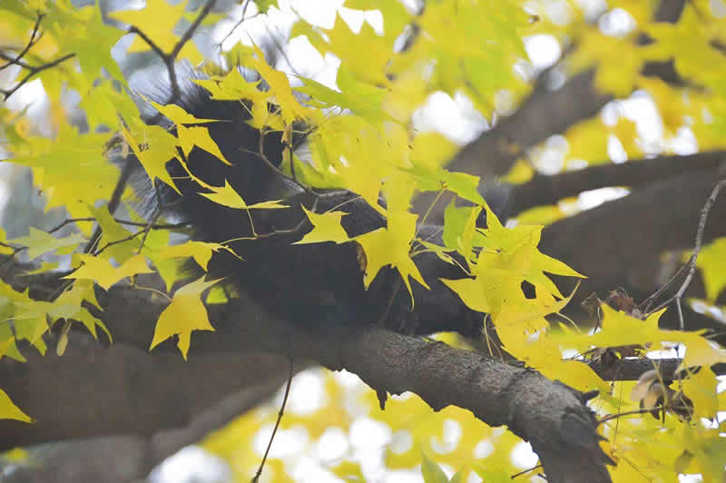 努力把自己隐藏在彩色树叶中的松鼠图片
