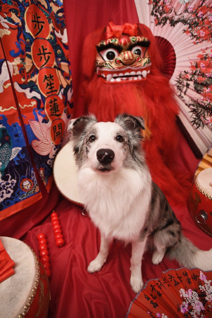 一组红色喜庆的狗狗摄影图片