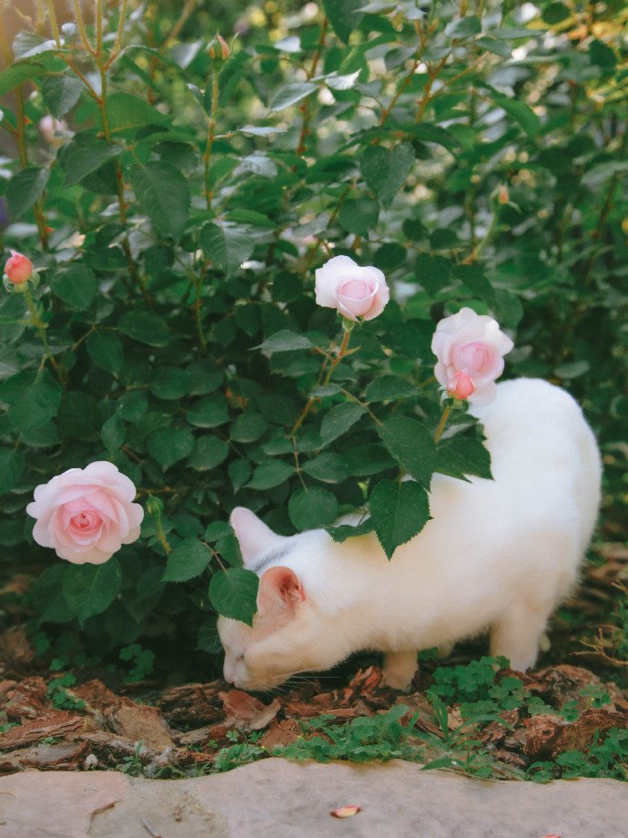 模样俊俏的白色猫咪
