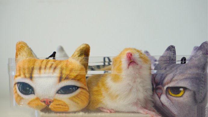 在猫猫玩具里的小仓鼠图片