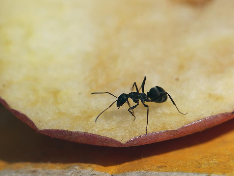 一组贪吃苹果果肉的漆黑色小蚂蚁图片