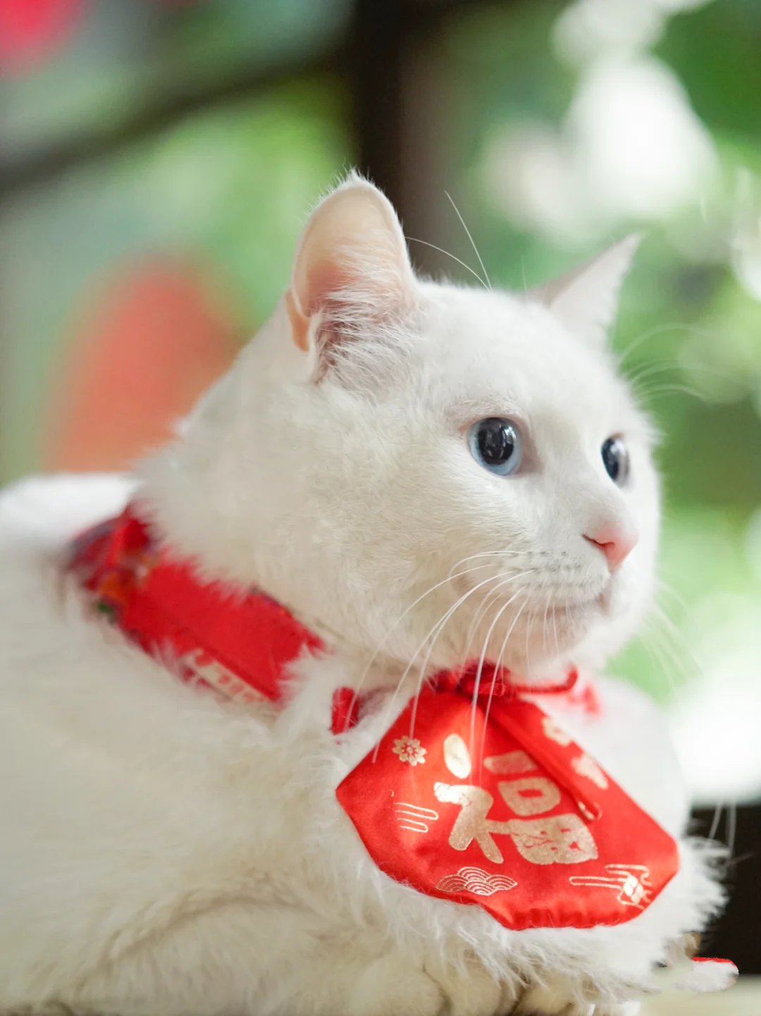 新年新气象送红色福袋的小白猫咪图片