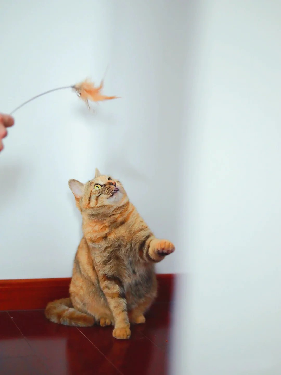 坠入凡间的焦糖玛奇朵色可爱橘猫图片